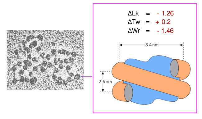 DNA Topology of Nucleosomes